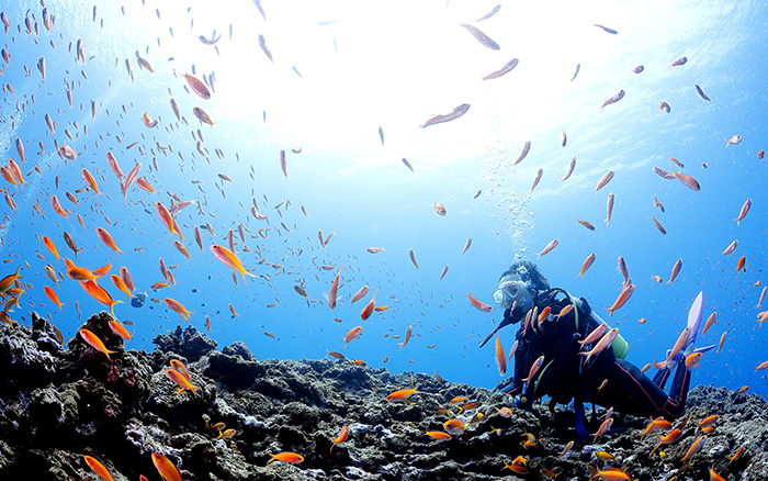 体験ダイビングから、<br>ライセンスまで安心のサポート